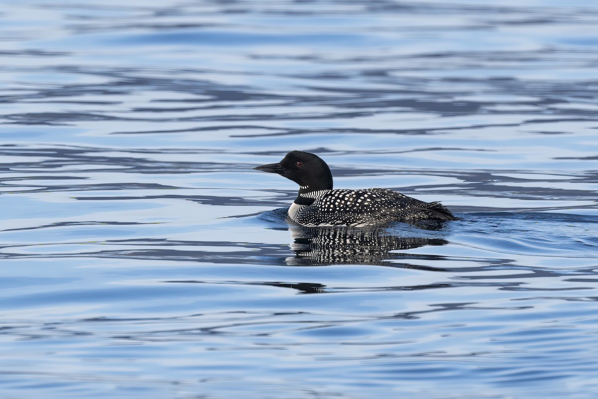 Common Loon - Lucas Lombardo