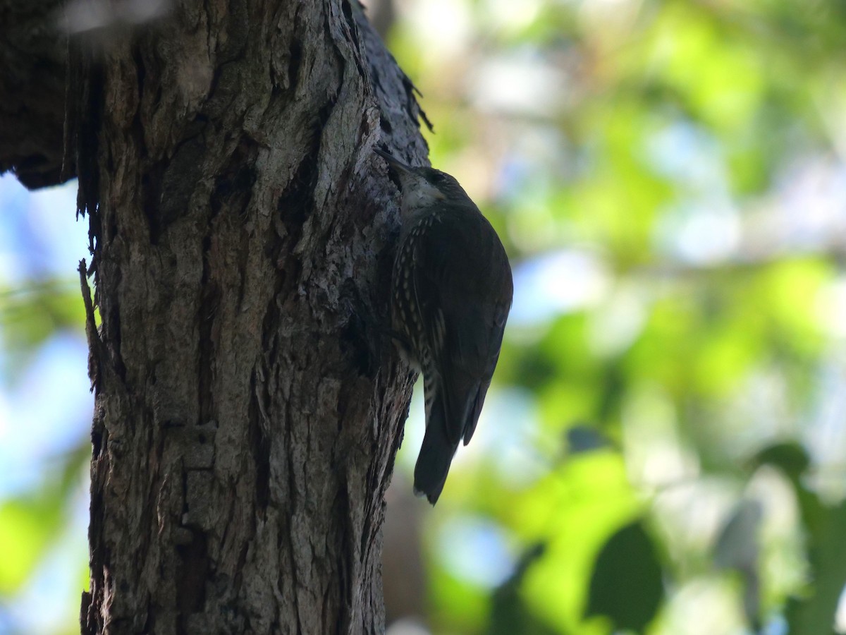 White-throated Treecreeper - ML619334301