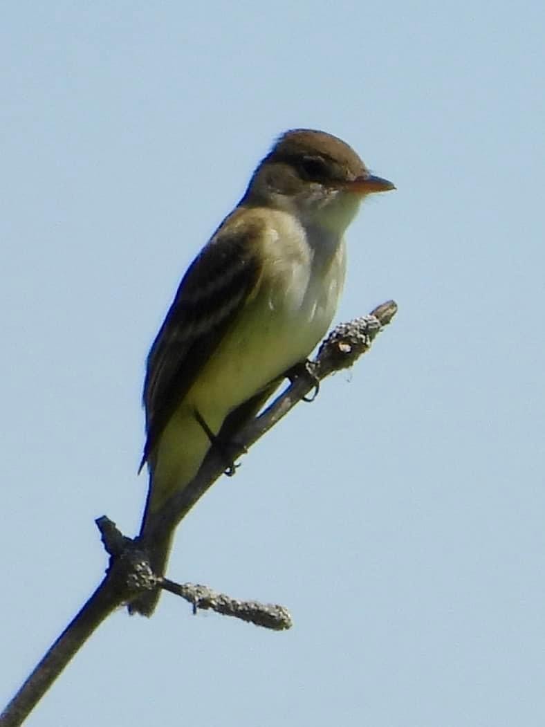 Willow Flycatcher - ML619334304