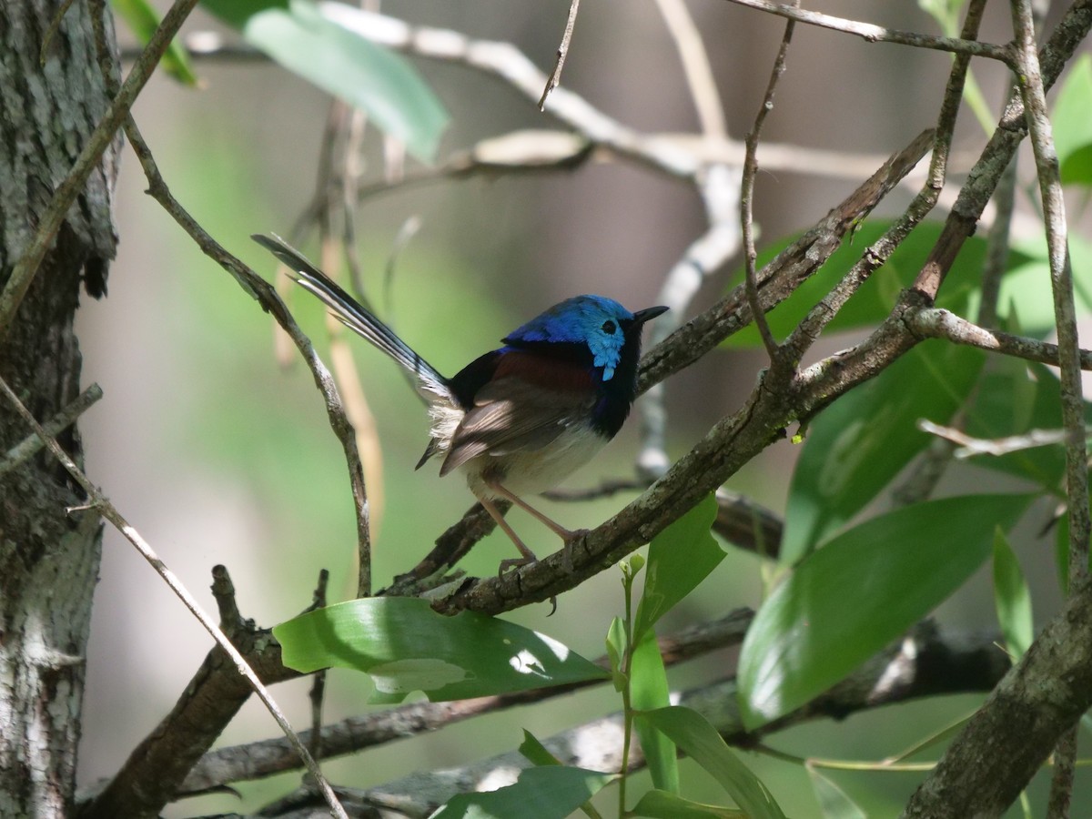 Variegated Fairywren - ML619334305