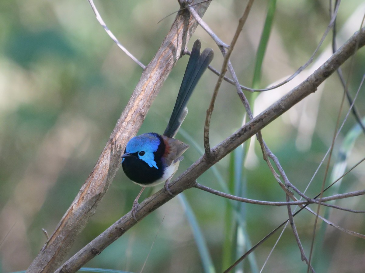 Variegated Fairywren - Frank Coman