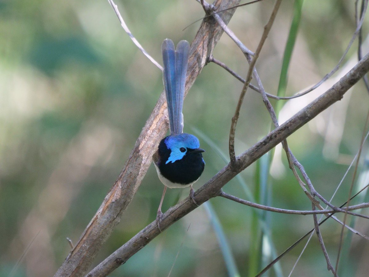 Variegated Fairywren - Frank Coman