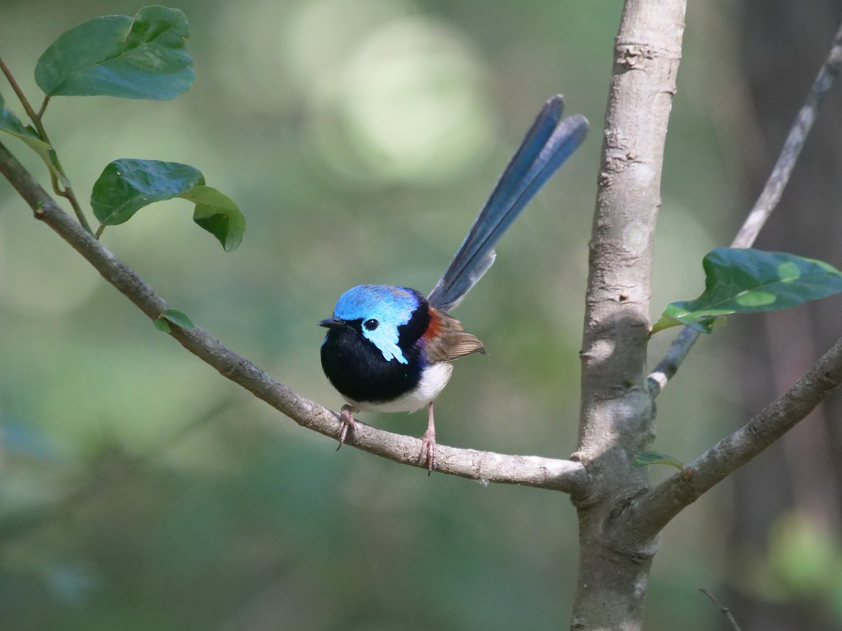 Variegated Fairywren - Frank Coman