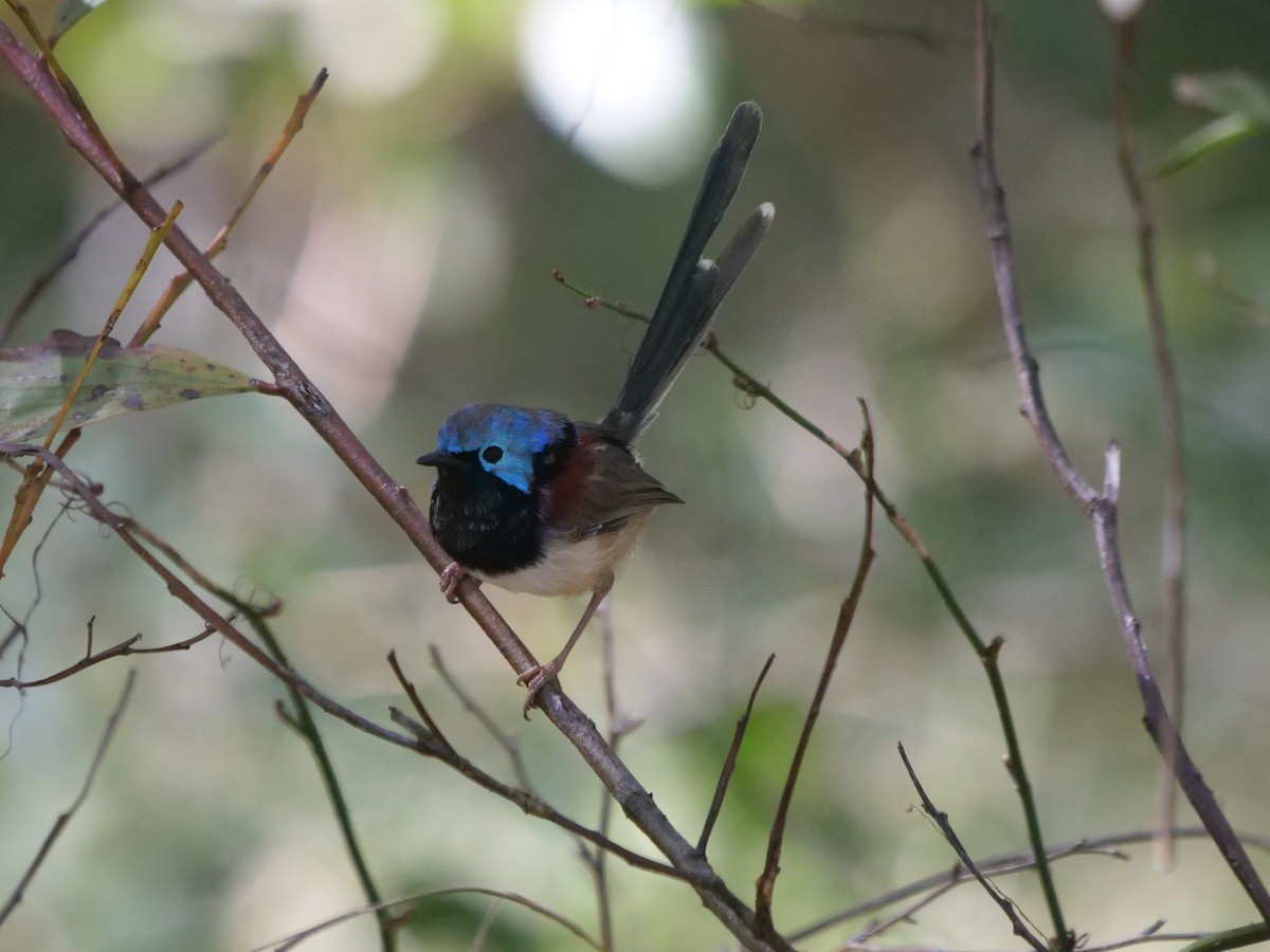 Variegated Fairywren - Frank Coman