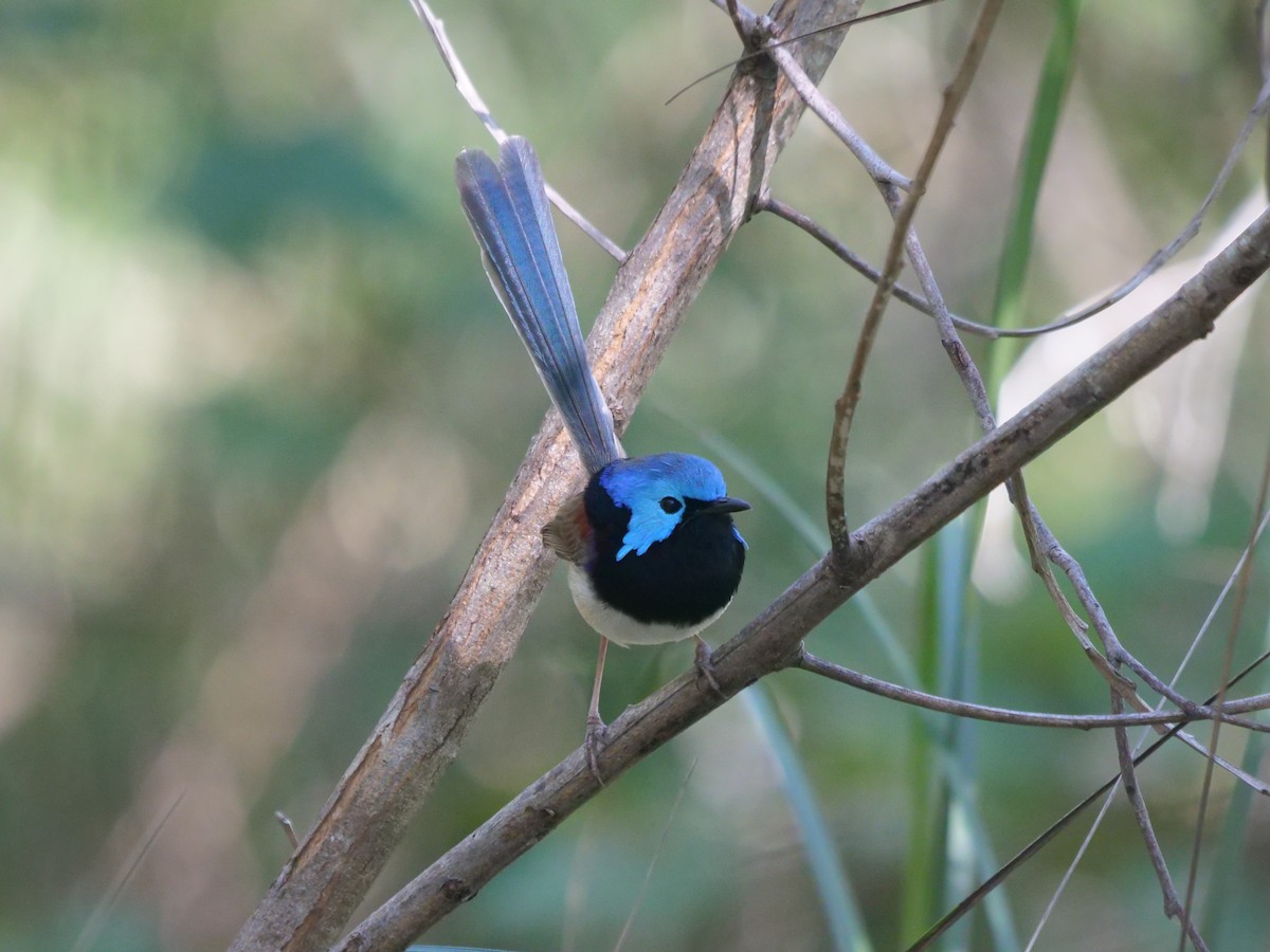 Variegated Fairywren - Frank Coman