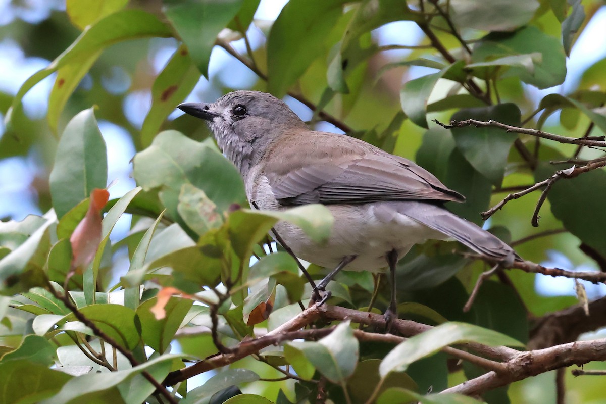 Gray Shrikethrush - ML619334333