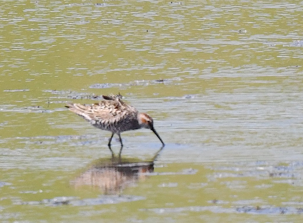 Stilt Sandpiper - Kristen Cart