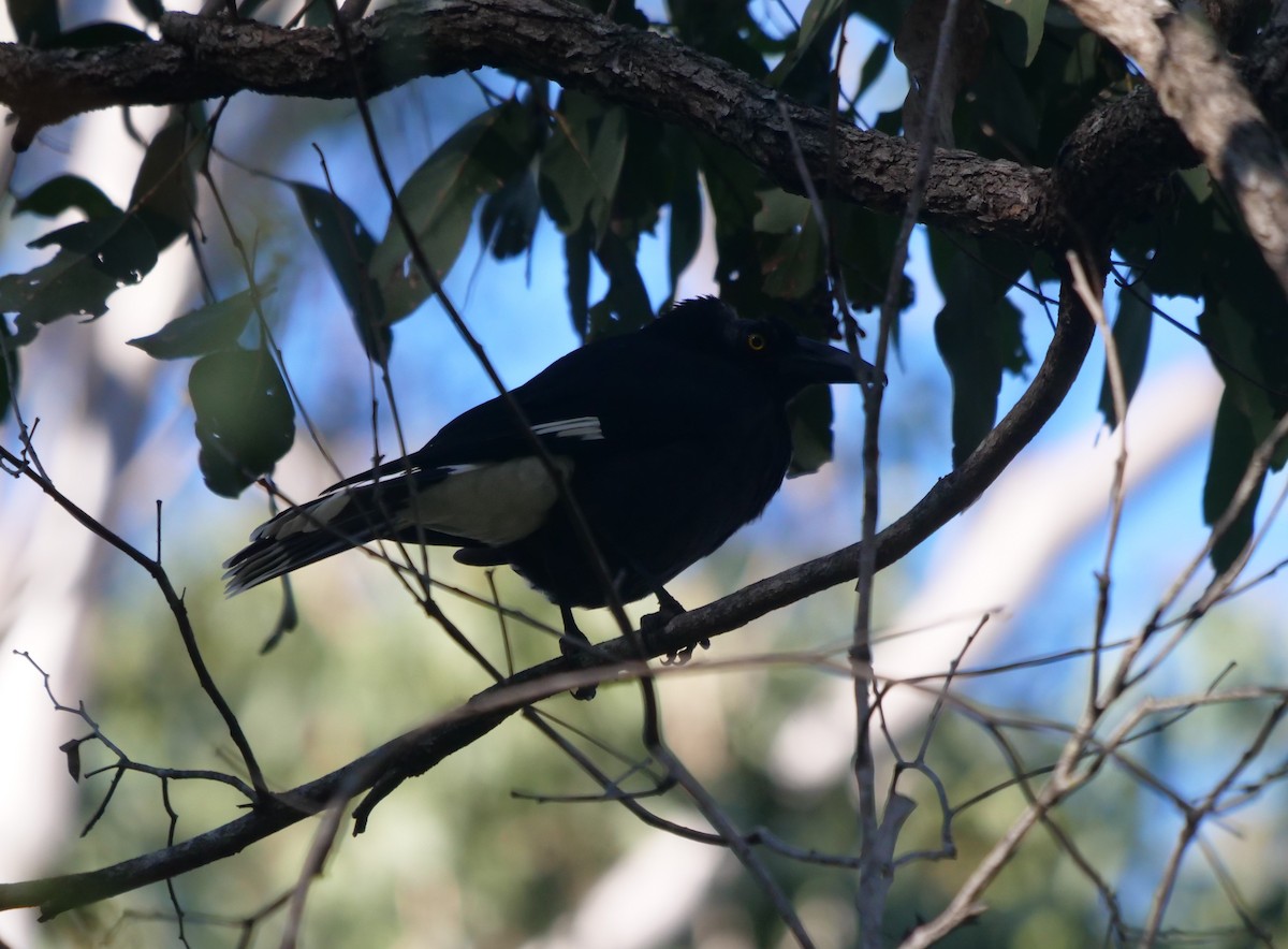 Pied Currawong - Frank Coman