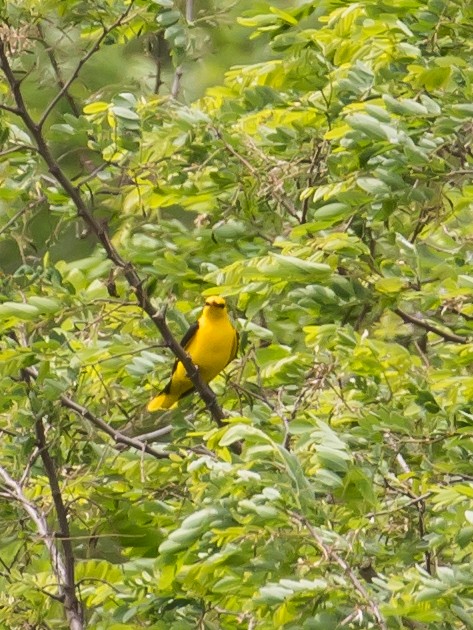 Eurasian Golden Oriole - Milan Martic