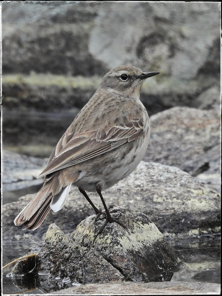 Water Pipit - Zbigniew Szwab