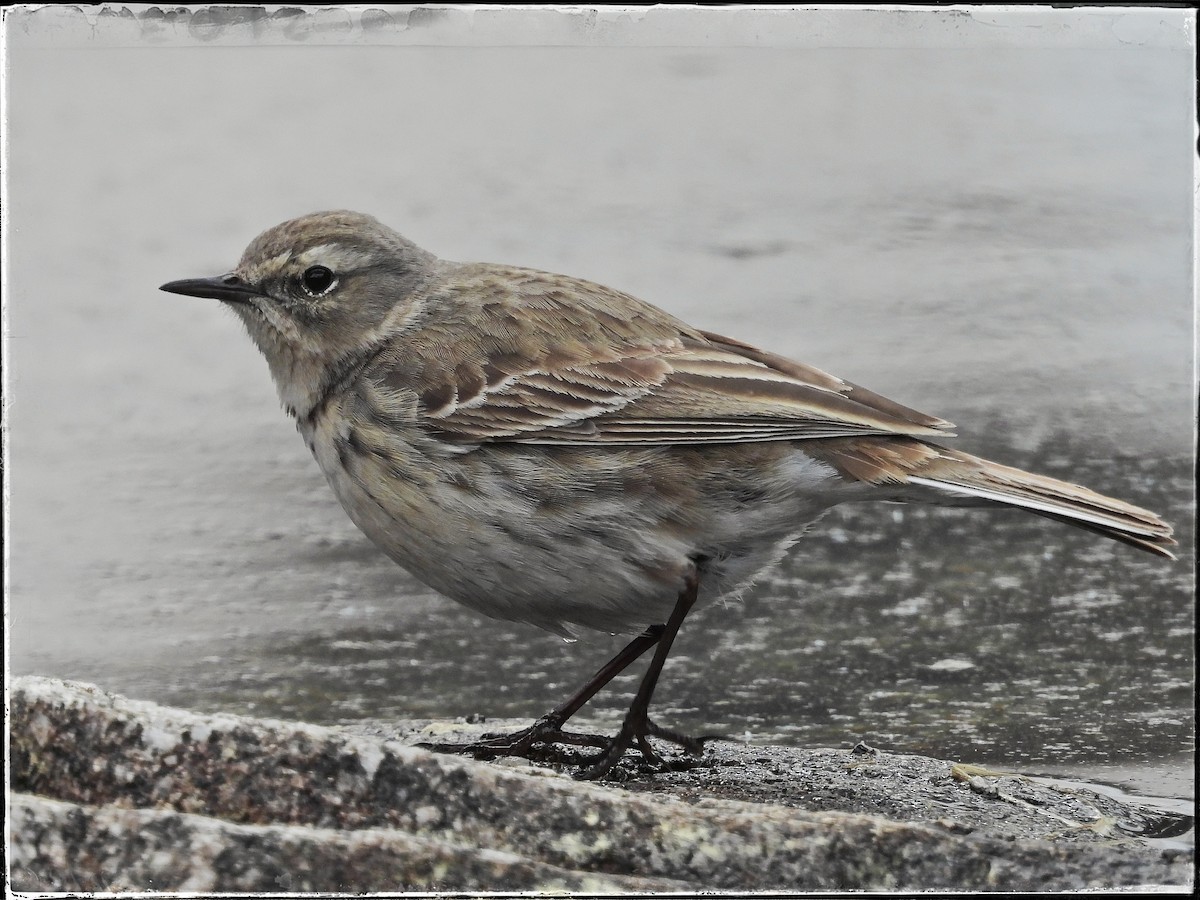 Water Pipit - Zbigniew Szwab