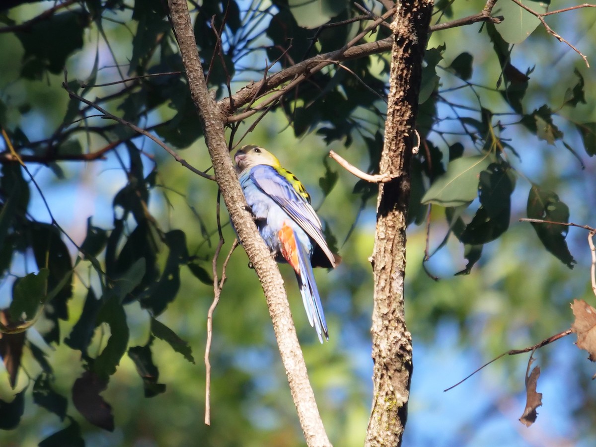 Pale-headed Rosella - ML619334370