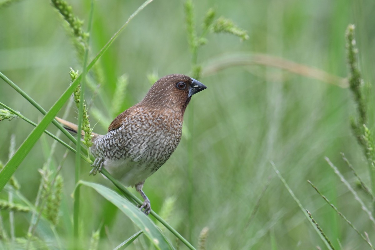 Scaly-breasted Munia - Ting-Wei (廷維) HUNG (洪)