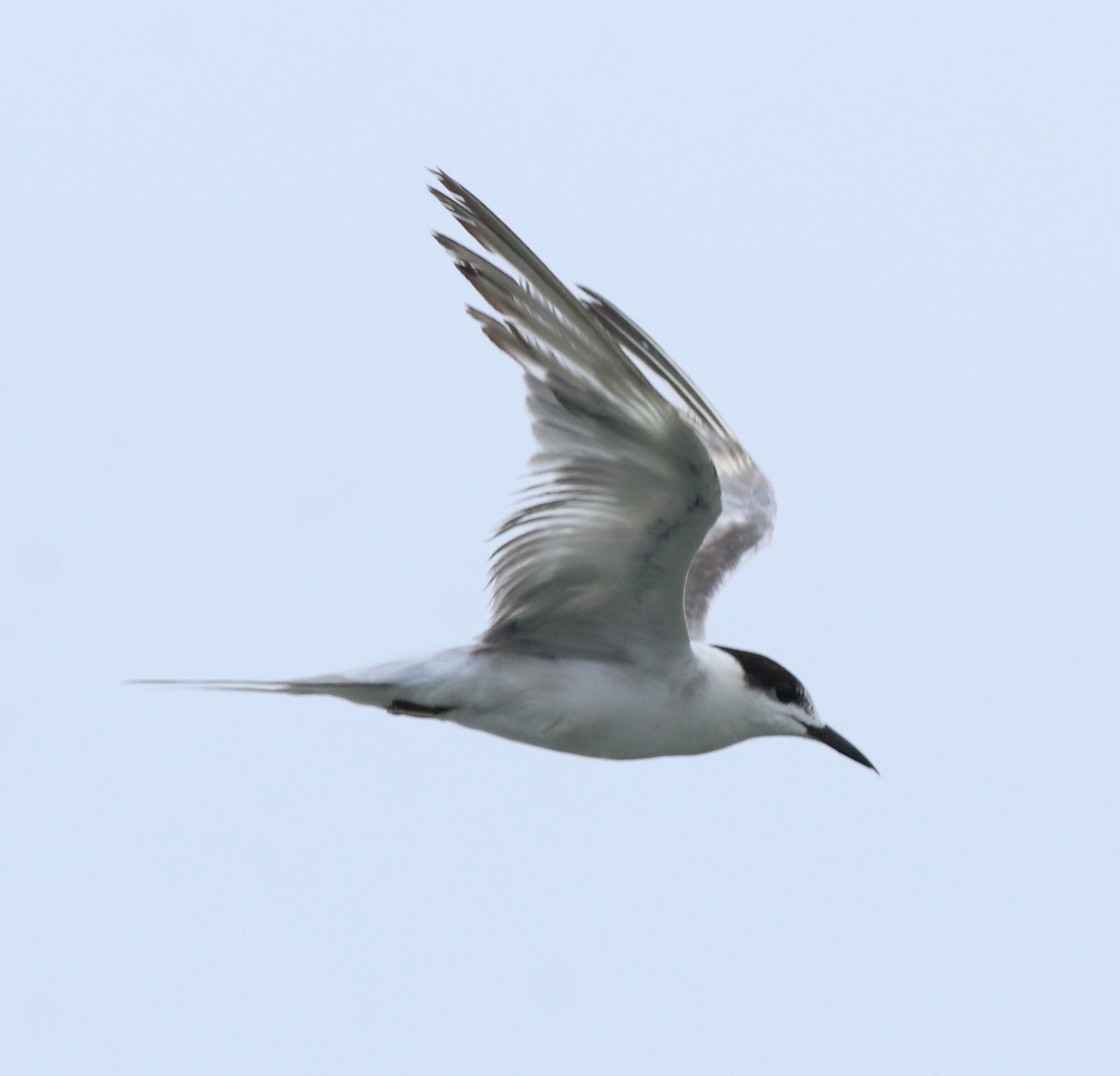 tern sp. - Afsar Nayakkan