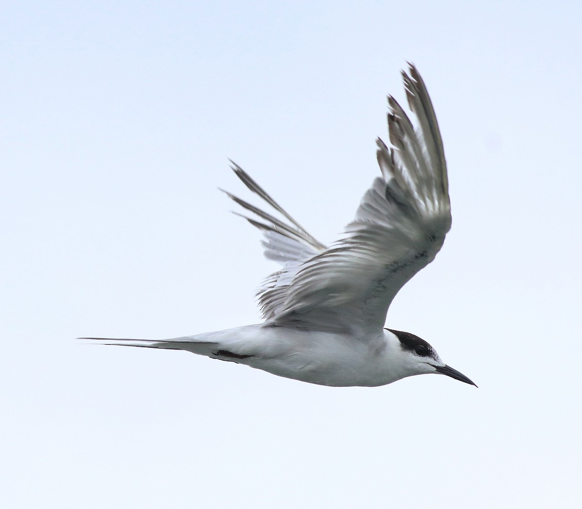 tern sp. - Afsar Nayakkan