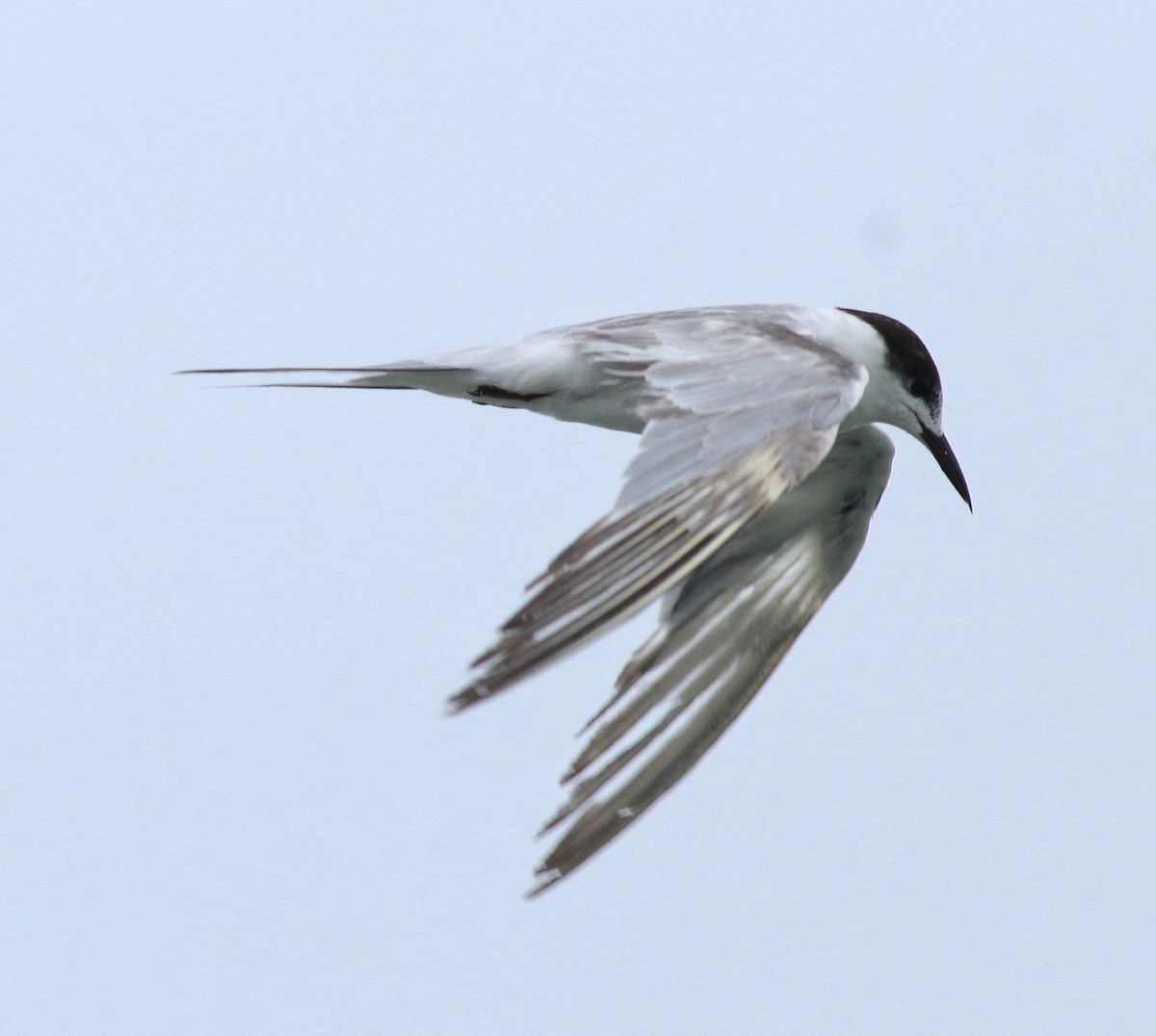 tern sp. - Afsar Nayakkan