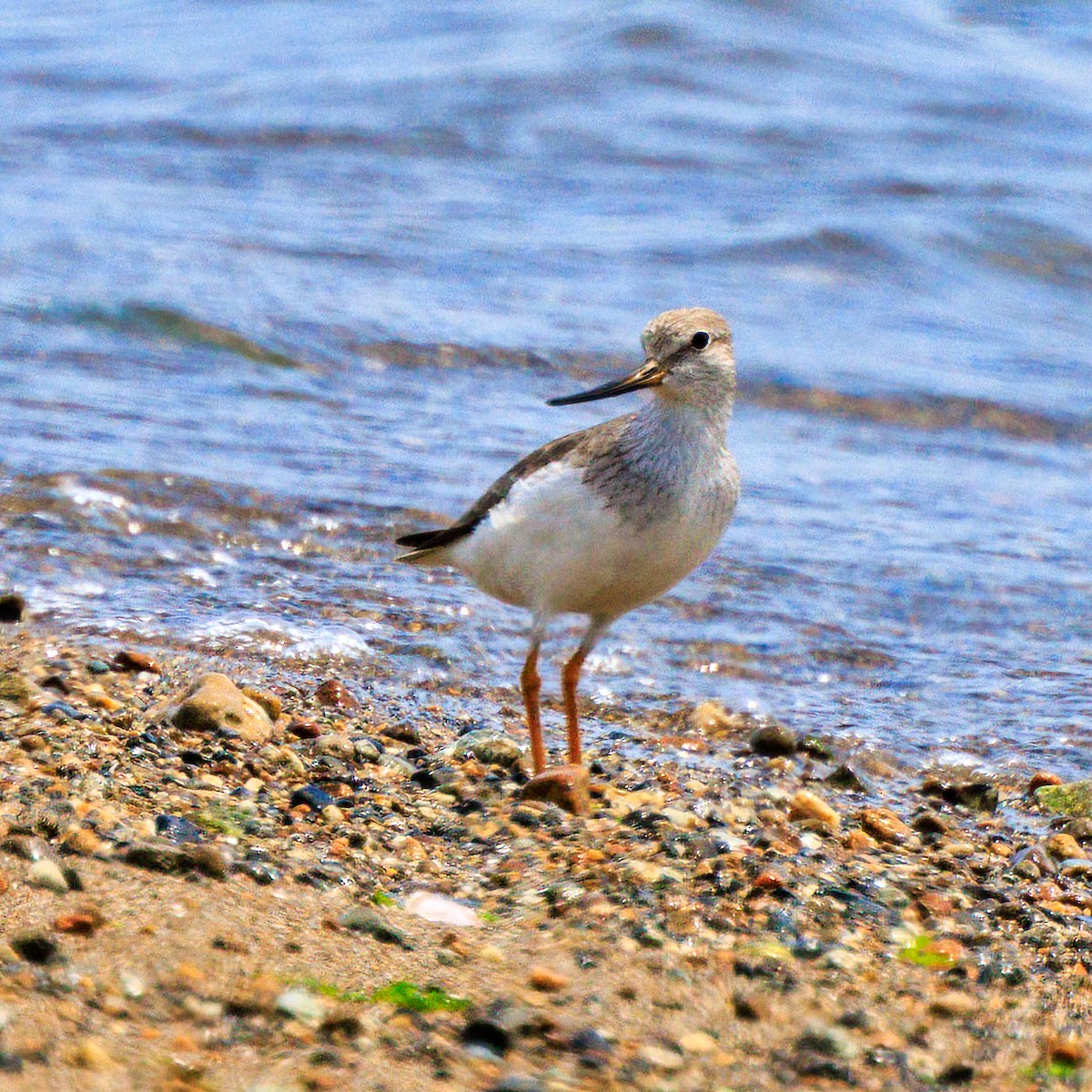 Terek Sandpiper - ML619334404