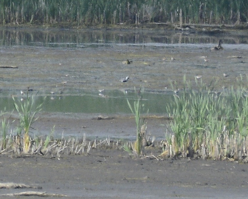 Black-bellied Plover - David Kennedy