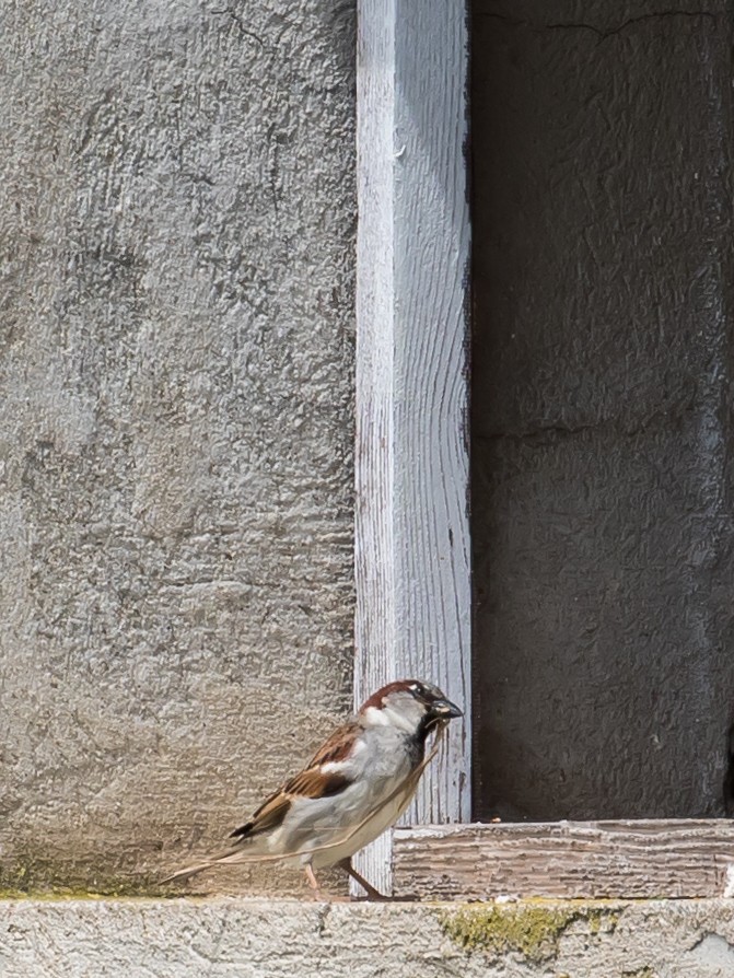 House Sparrow - Milan Martic