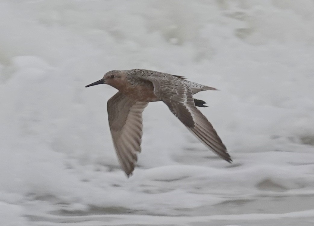 Red Knot - Steve Keith