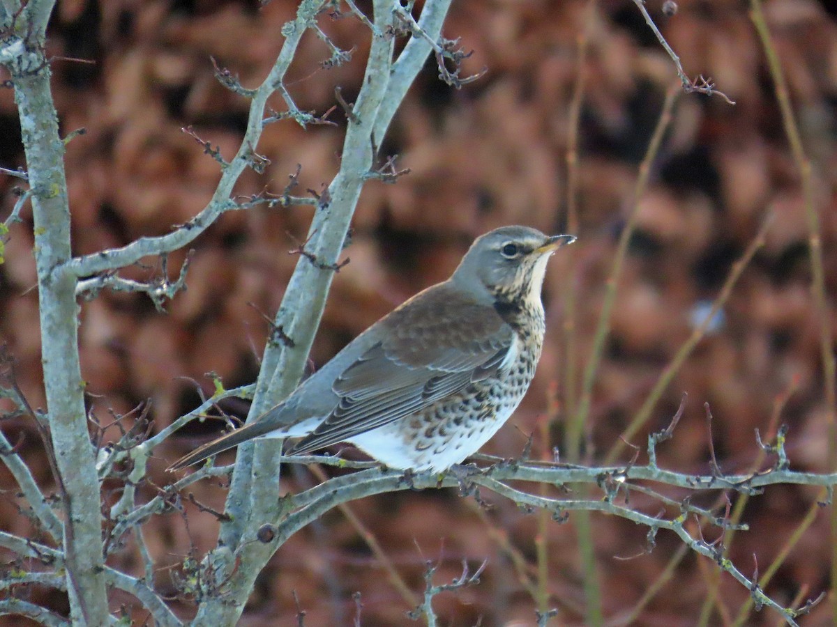 Fieldfare - Peter Leth