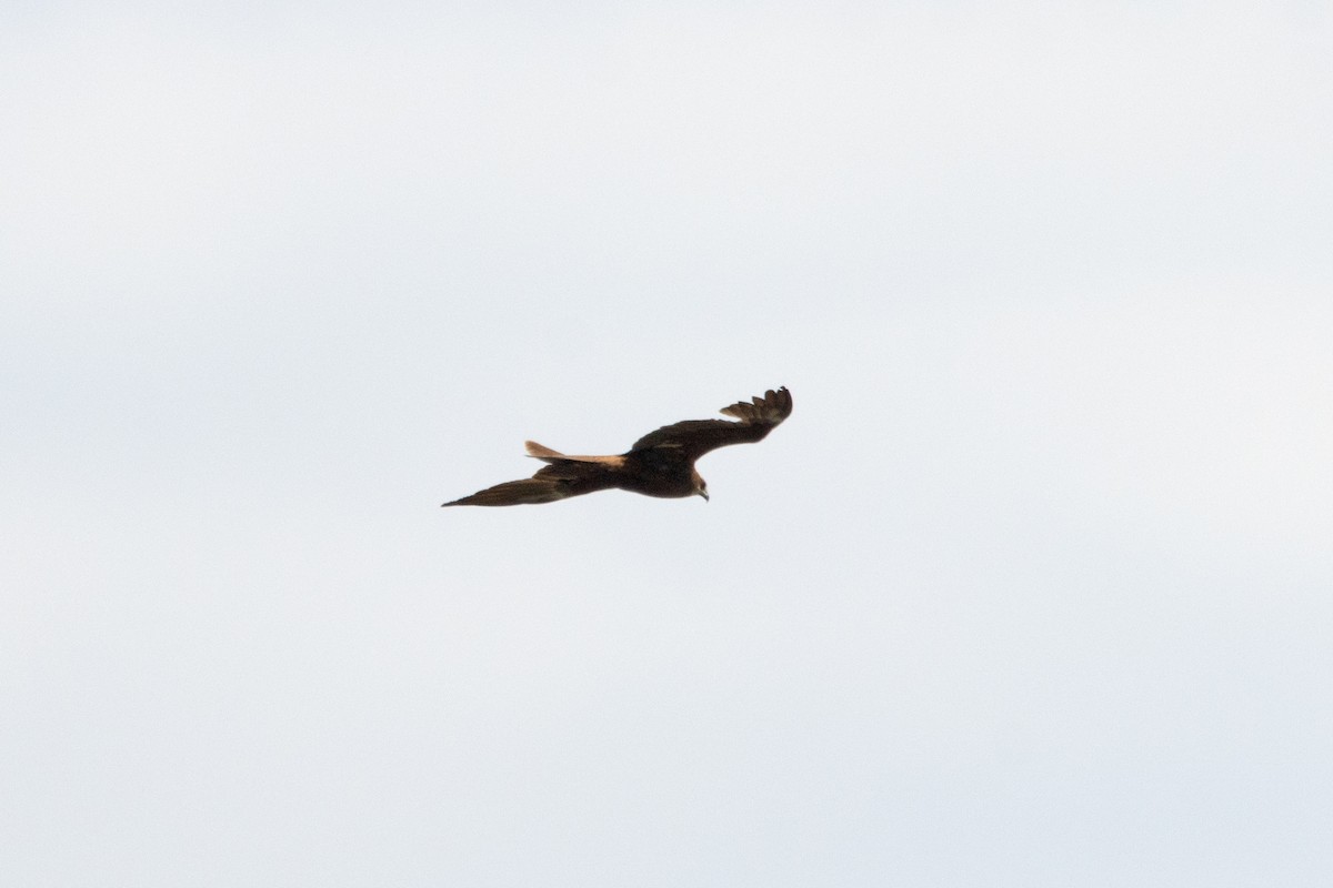 Western Marsh Harrier - Letty Roedolf Groenenboom