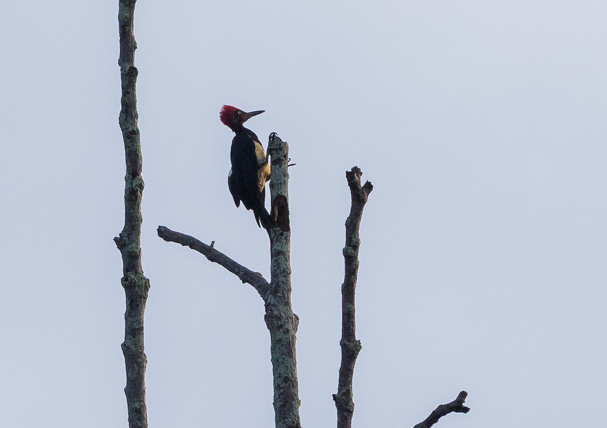 White-bellied Woodpecker - John le Rond
