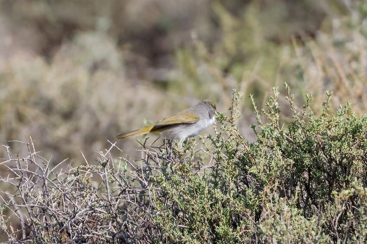 Yellow-rumped Eremomela - ML619334480