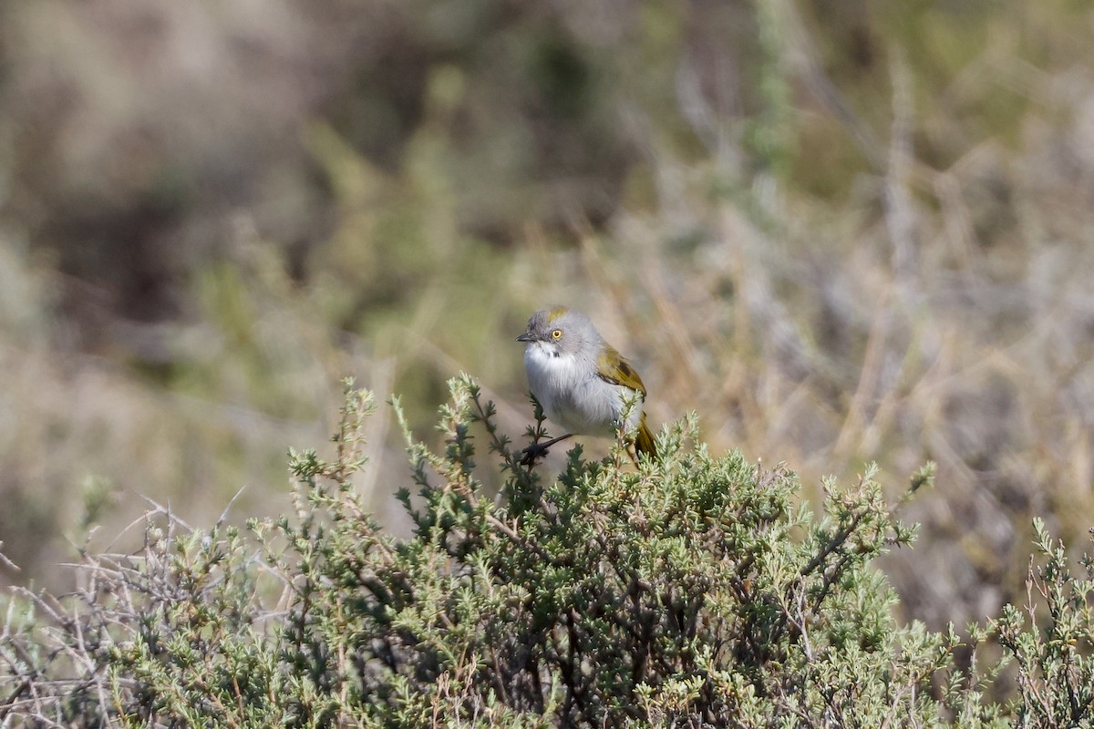 Yellow-rumped Eremomela - ML619334481