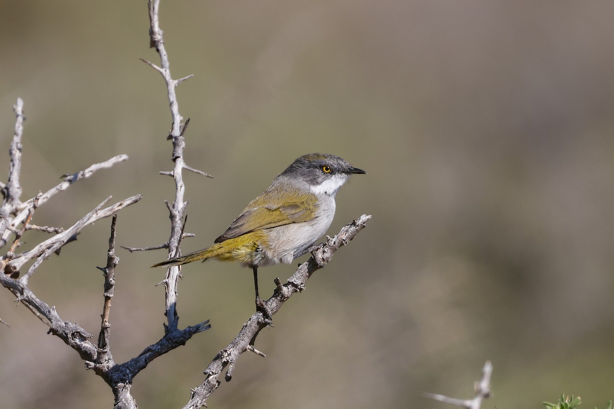 Yellow-rumped Eremomela - ML619334482