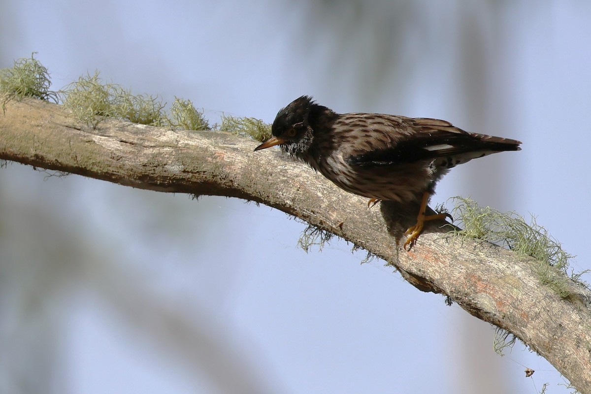 Varied Sittella - ML619334528