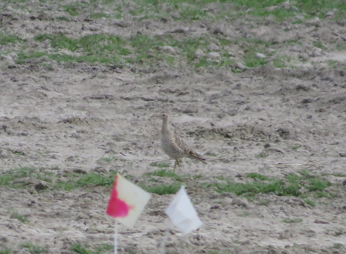 Upland Sandpiper - ML619334537