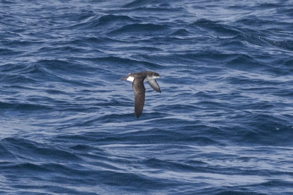 Manx Shearwater - Nicolás  Magdalena García