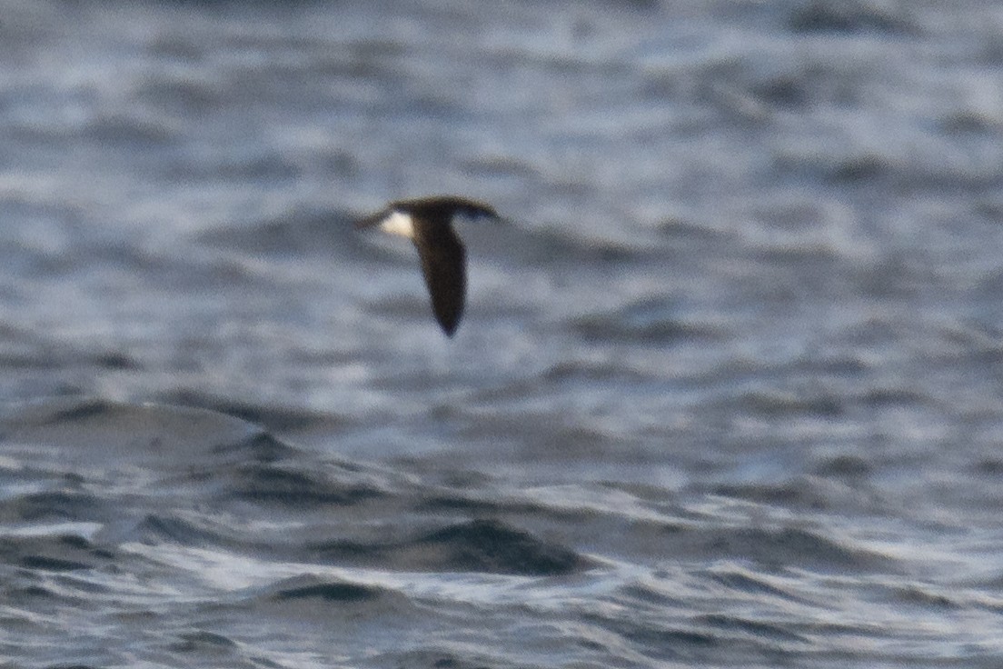 Manx Shearwater - Nicolás  Magdalena García