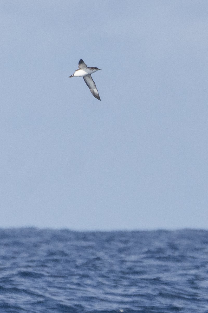 Manx Shearwater - Nicolás  Magdalena García