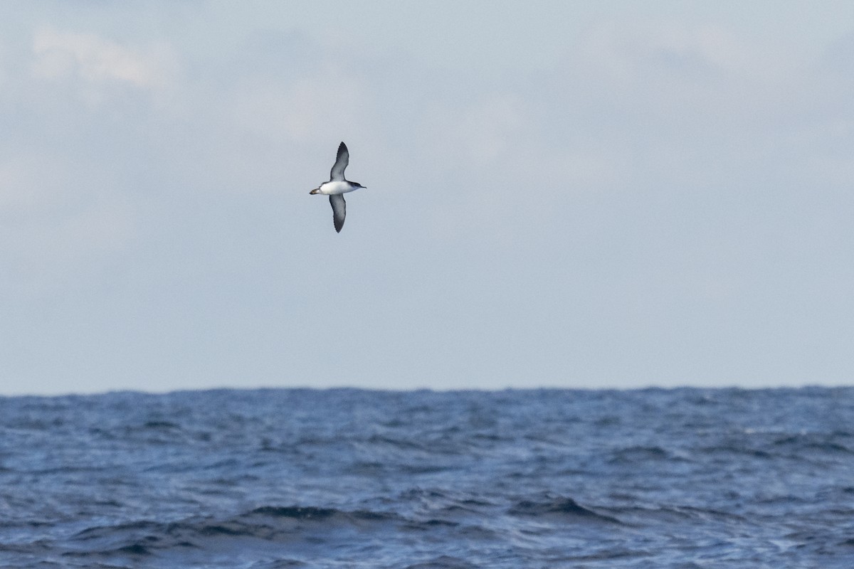 Manx Shearwater - Nicolás  Magdalena García