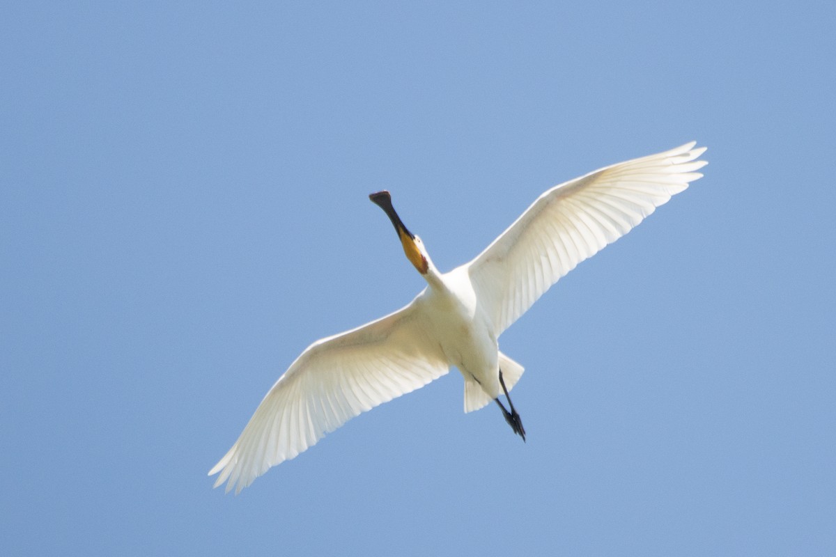 Eurasian Spoonbill - Letty Roedolf Groenenboom