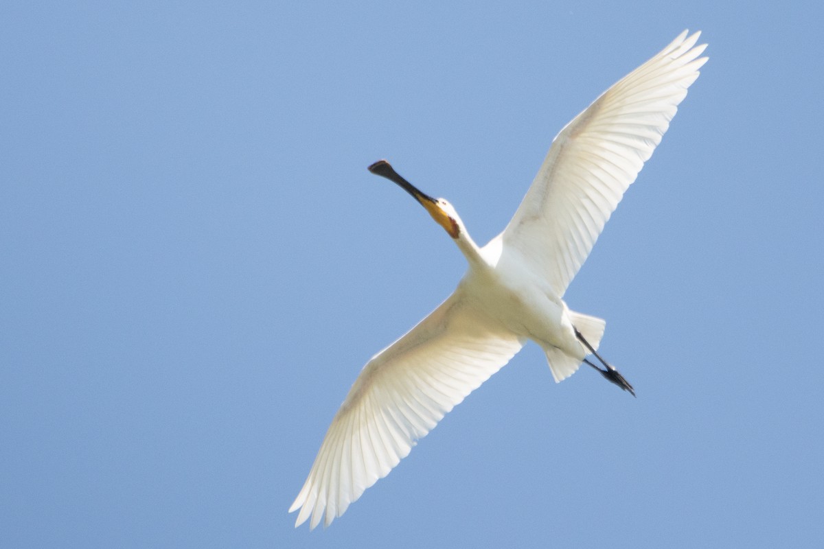 Eurasian Spoonbill - Letty Roedolf Groenenboom