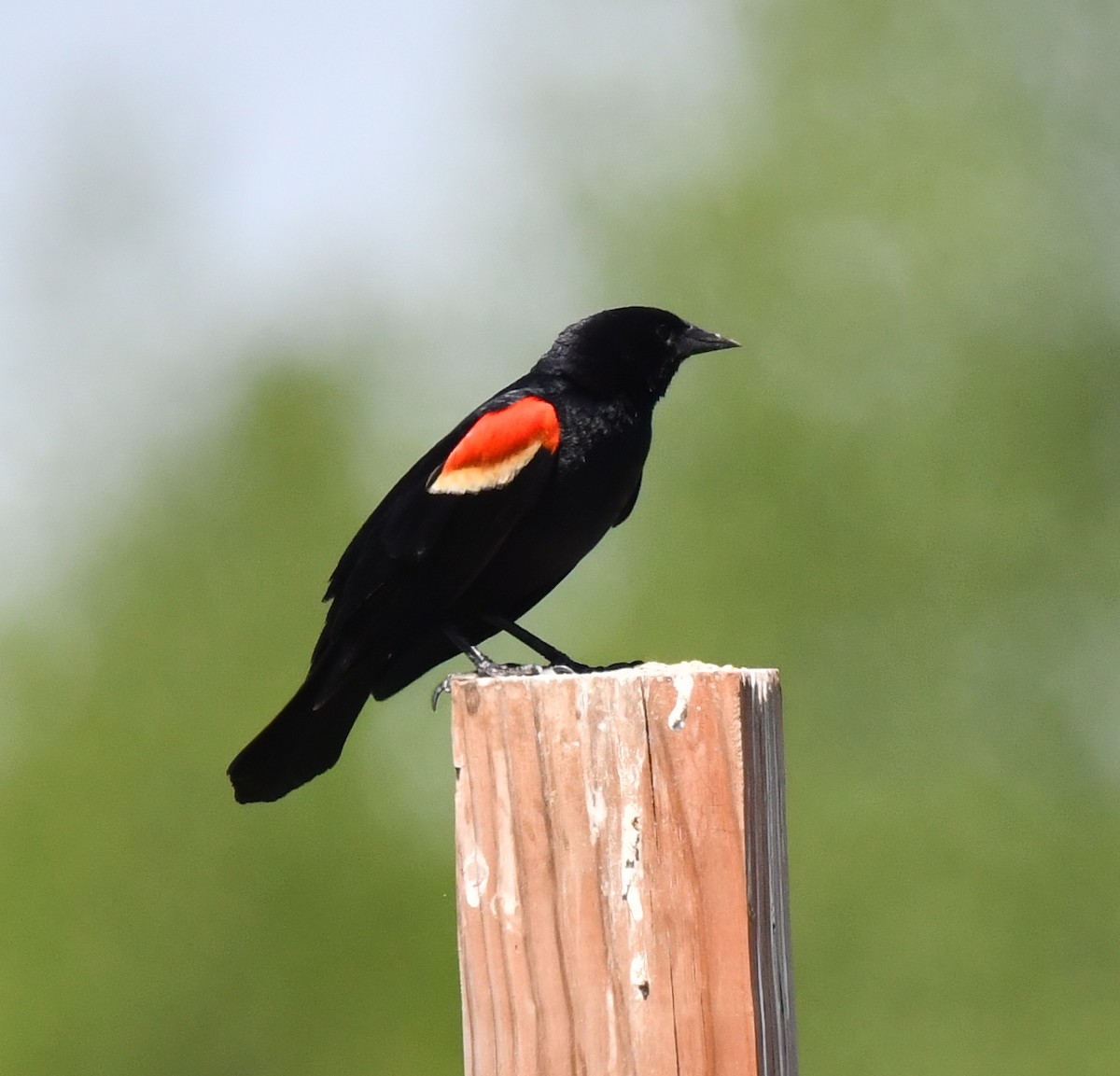 Red-winged Blackbird - Kristen Cart