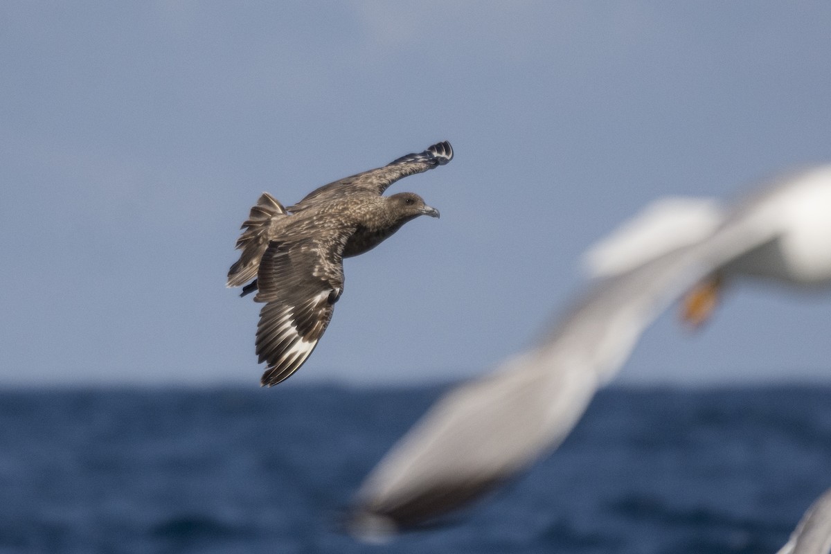 Great Skua - Nicolás  Magdalena García