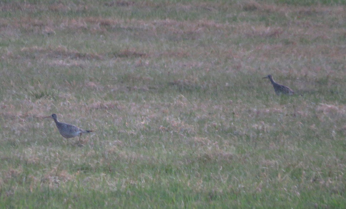 Upland Sandpiper - ML619334592