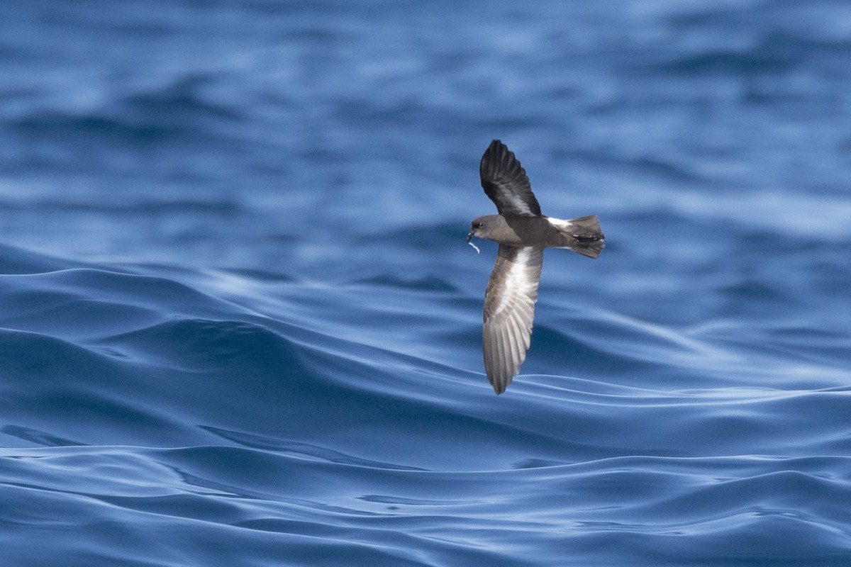 European Storm-Petrel - Nicolás  Magdalena García