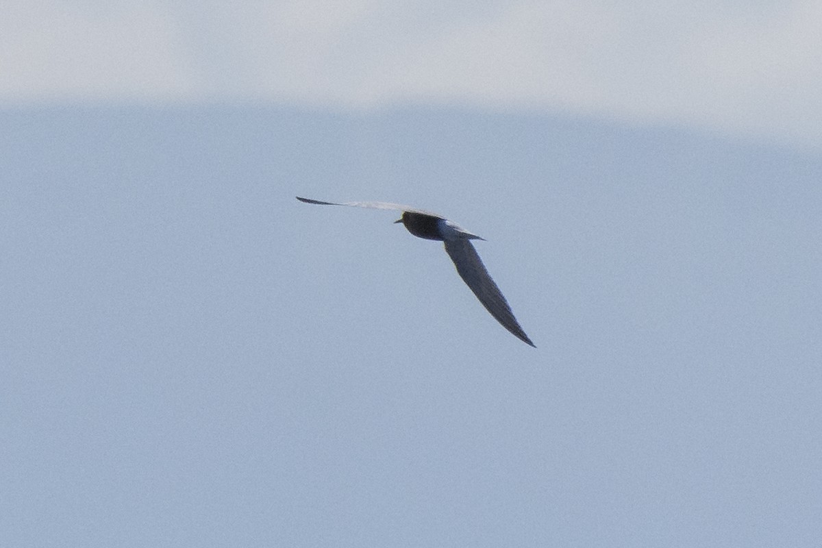 Black Tern - Nicolás  Magdalena García