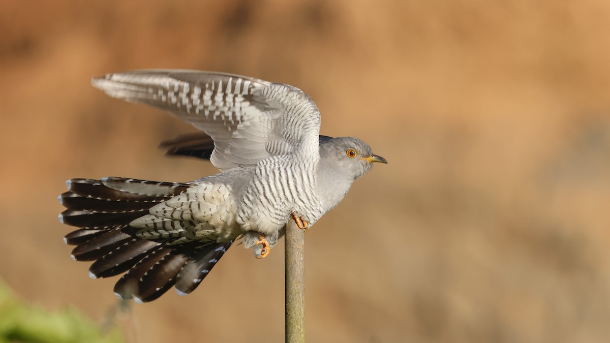 Common Cuckoo - ML619334608