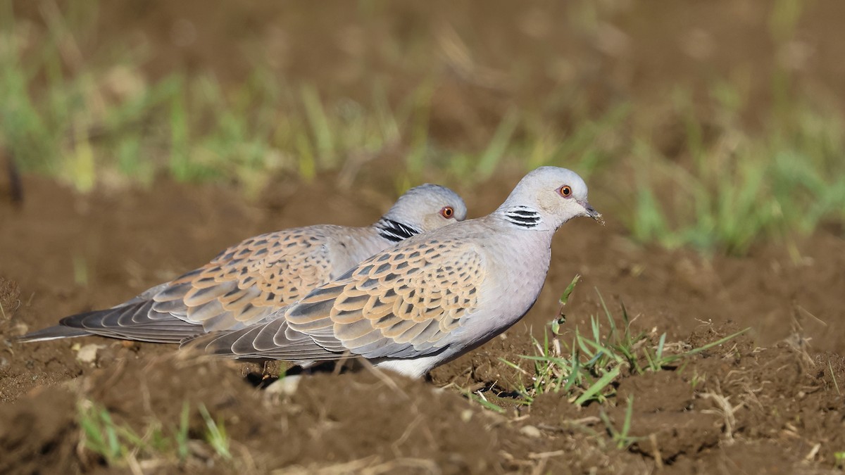 European Turtle-Dove - birol hatinoğlu