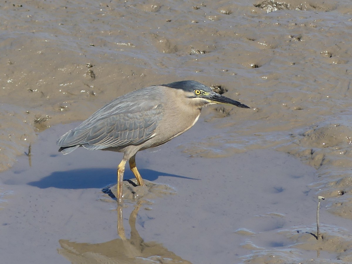 Striated Heron - Lizette Salmon