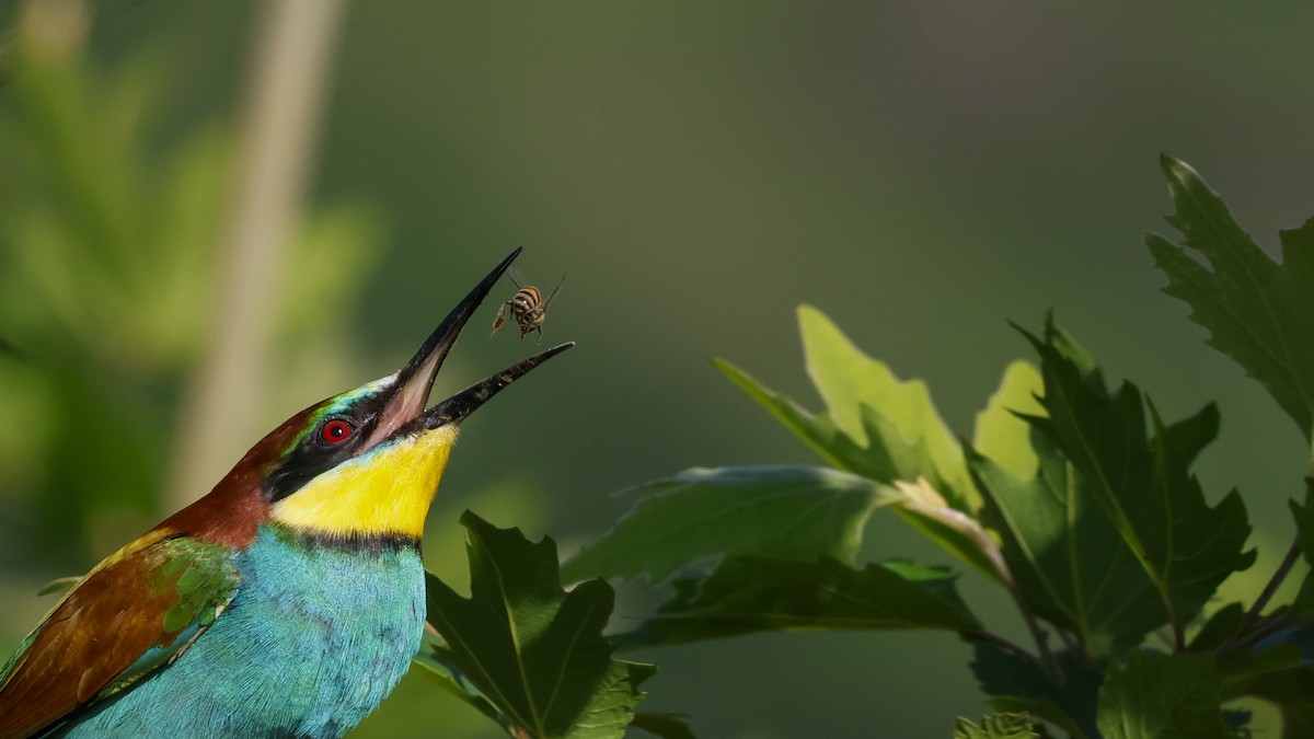 European Bee-eater - birol hatinoğlu