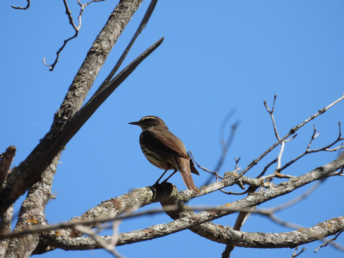 Northern Waterthrush - Lynda Sisco