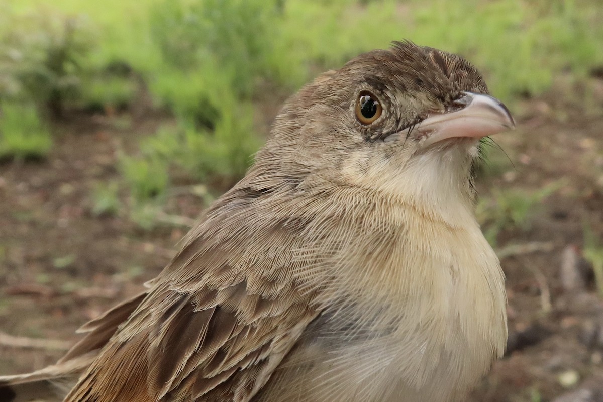 Croaking Cisticola - Ursula Bryson