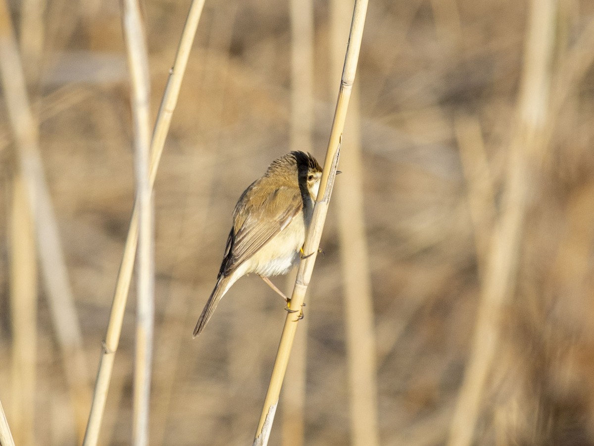 Paddyfield Warbler - Boris Georgi